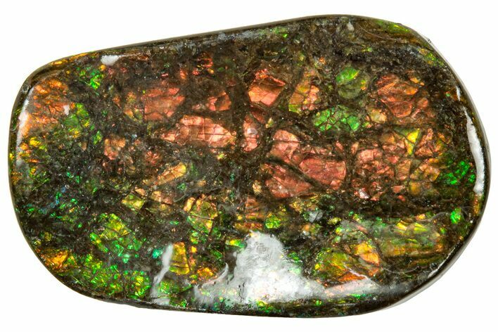 Iridescent Ammolite (Fossil Ammonite Shell) - Alberta #320790